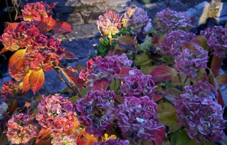 Hydrangea in the sunlight
