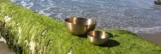at the beach, a tree trunk covered in moss and algae. The singing bowls glow in the sun light