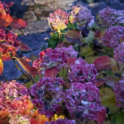 Hydrangea in the sunlight
